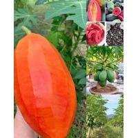 ราคา เมล็ดพันธุ์มะละกอเรดเลดี้ (24297977487)