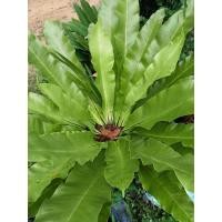 ราคา เฟิร์นข้าหลวงหลังลายไม้ฟอกอากาศขายต้นถอนขนาดใหญ่ (20555141125)