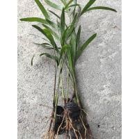 ราคา ปาล์มฟอกเทลปาล์มหางกระรอก (22221433813)