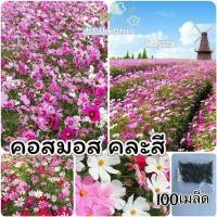 ราคา เมล็ดพันธุ์ดอกไม้ 100เมล็ด ดาวกระจายฝรั่งต้นเตี้ย ตราเจียไต๋ Dwarf Cosmos เมล็ดดอกไม้ คอสมอส Cosmos (24910203887)