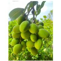 ราคา มะม่วงเบาสด กรอบเปรี้ยวอร่อย1กิโล (21448378192)