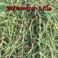 ราคา หญ้าแพงโกล่า หญ้าแพงโกล่า10กิโล พันธุ์หญ้าแพงโกล่าสด หญ้าแพงโกล่าเลี้ยววัว แพงโกล่าพร้อมปลูก หญ้าเลี้ยงสัตว์ ปลูกหญ้าแพงโกล่า10กิโล (19353471051)