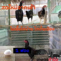 ราคา ไข่เชื้อไก่บ้าน ไก่พื้นเมือง 5 ฟอง ไม่ใช่ไก่ชน อัตราพ่อ แม่พันธุ์ไก่บ้าน ตัวผู้ 1 ตัว ต่อแม่ไก่บ้าน 3 ตัว ไข่เชื้อไก่บ้านเก็บใหม่ทุกวัน (24899895751)