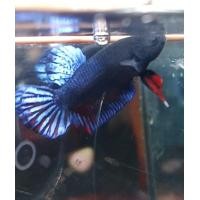 ราคา ปลากัดหม้อมาเล แปดริ้วB15 รอย0 7 อายุ6เดือน (24885461546)