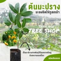 ราคา ต้นมะปราง มะยงชิดไข่ทูลเกล้า ลูกใหญ่เท่าไข่ไก่ ต้นกล้า ต้นกล้าสำหรับปลูก ต้นกล้ามะม่วง ต้นมะปราง ต้นมะปรางสำหรับปลูก มะปรางลูกใหญ่ (4824664323)