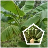 ราคา หน่อพันธุ์กล้วยน้ำว้าเตี้ย กล้วยพระราชทาน 1 หน่อ (24769369665)