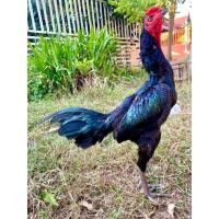 ราคา พม่าเยียร์เขียวเป็นไก่สไตล์ม้าล่อมีข้างหน้านำ (21233431465)