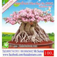 ราคา ขายเมล็ดชวนชม เมล็ดสำหรับการเพาะพันธุ์ ได้แก่เม็ดชวนชมอาราบิคั่ม เมล็ดชวนชมไทยโซโค เมล็ดชวนชมยักษ์ญี่ปุ่น เมล็ดชวนชมฮอลแลนด์ เมล็ดชวนชมยักษ์ซาอุ (1208966191)