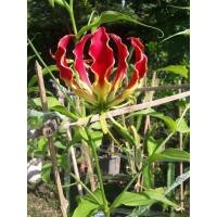 ราคา ดองดึงเซต3หัว100บาท (16226668410)