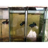 ราคา ปลากัดอีสาน ปลากัดสายกัด เลี้ยงใส่ตู้ปลาขนาดเล็ก ตู้ปลากัด ตู้เลี้ยงปลา เหมาะสำหรับเลี้ยงปลากัด (19569215970)