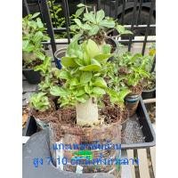 ราคา ชวนชมเขาแกะ เมดูซ่า บ้านา ชฎาเพชร เพชรพันล้าน (21426471793)