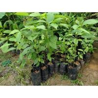 ราคา ต้นเทพทาโร สมุนไพรไทย (17948445305)