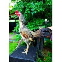 ราคา ไข่เชื้อพม่าเยียร์ 100 สายม้าล่อแข้งหน้าเป็นไก่มีเหลี่ยมๆลีลาดี (21431244264)