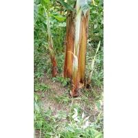 ราคา กล้วย นางพญา นางยา (15454956241)