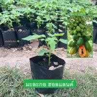 ราคา ต้นมะละกอ พันธุ์ มะละกอฮอลแลนด์ Holland Papaya มะละกอ ต้นเตี้ย ผลดก รับประกัน ส่งใหม่ฟรี หากสินค้าเเสียหาย (21442046907)