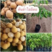 ราคา ต้นลำใยอีดอ เสียบยอด กิ่งพันธุ์แท้พร้อมปลูก ต้นพันธุ์สูงประมาณ 70 ซม คัดพิเศษสวยทุกต้น รสชาติหวาน เมล็ดเล็ก เนื้อเยอะ (15217803351)