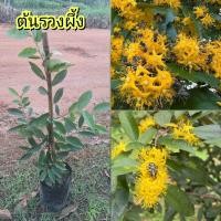 ราคา ต้นรวงผึ้ง ไม้ไทยโบราณ ไม้มงคล ดอกมีกลิ่นหอมสีเหลือง (24739666818)