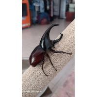 ราคา ด้วง กว่างโซ้ง กว่าง ตัวผู้ ด้วงกว่าง ตัวละ 99 บาท กว่างผู้ เขาสวยงาม (25026838342)