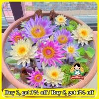 ราคา เมล็ดพันธุ์บัวจิ๋ว เมล็ดดอกบัว Lotus Water Lily Seeds Flower Seed 20เมล็ด ซอง บอนสี เมล็ดดอกไม้ เมล็ดบัวแคระ บอนไซ เมล็ดดอกบัวน้ำ บัวจิ๋วญี่ปุ่น บัวแคระญี่ปุ่น พืชไฮโดรโปนิ พันธุ์ดอกไม้ ดอกบัวแคระ เมล