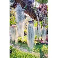 ราคา สวยมาก หนวดฤาษีต้นเคราฤาษีแขวนลวดไซส์ใหญ่ ความยาว 45 เซนขึ้นไป เคราฤาษีกันฝุ่น กรองอากาศ (18971711265)