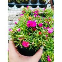 ราคา จัดโปรโมชั่น ลดราคา 1 0 บาท คุณนายตื่นสายและแพรเซี่ยงไฮ้ ผสมกันในกระถางเดียว ปลูกเลี้ยงง่าย ขยายพันธุ์ได้ทั้งวิธีเพาะเมล็ดและปักชกิ่ง เจริญเติบโตเร็ว ชอบดินร่วนปนทราย ระบายน้ำดี แสงแดดจัด (15413408819