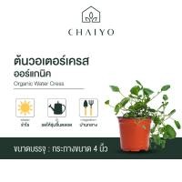 ราคา ต้นวอเตอร์เครส ออร์แกนิค WATER CRESS กระถาง 4 นิ้ว (21419506994)