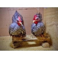 ราคา ไข่เชื้อ ไก่แจ้สีบาร์ ไข่ฟัก ไก่เตี้ย ไก่แจ้ญี่ปุ่น (17790735581)