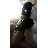 ราคา ด้วงกว่าง ตัวเมีย Beetle กว่าง ส่งพร้อมอ้อย ตัวละ 99 บาท กว่างตัวเมีย (24712666172)