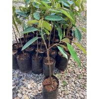 ราคา ต้นทุเรียนหนามดำ เสียบยอดพร้อมปลูก (18610745603)