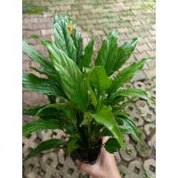 ราคา ต้นเดหลี ลอตใหม่ฟอร์มสวย เดหลีใบมัน เดหลีแคระ peace lily 999garden (10769131228)
