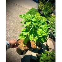 ราคา Sweet Basil สวีทบาซิล โหระพาฝรั่ง สมุนไพรฝรั่ง (23810207961)