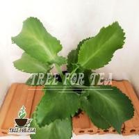 ราคา ต้นเศรษฐีพันล้าน ไม้ประดับ เลี้ยงง่าย เสริมสิริมงคล ถ้าปลูกไว้จะร่ำรวย ทำมาค้าขึ้น กระถางดำ 4 นิ้ว ความสูงของต้นรวมกระถาง 20 25 ซม (12809486455)