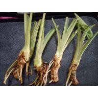 ราคา ว่านเสน่ห์จันทร์หอม ต้นกล้าตัดใบ1ชุด2ต้น (16200223331)