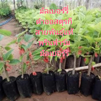 ราคา ต้นหม่อน ต้นมัลเบอรี่ดำออสตุรกีสายพันธุ์แท้ชุด4ต้น (24109562038)