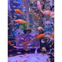 ราคา อาหารปลา ปลาสอดรวมคละสี 6ตัว99 สวยงามสินค้ามีพร้อมส่ง (22465177421)