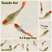 ราคา ปลาหางนกยูง สายพันธุ์ ยอดนิยมบ่อบัว ตู้ มีตัวเลือกในตัวสินค้า เลี้ยงง่ายโตไว พร้อม อาหารปลากินได้ทั้ง ปลาหางนกยูง ปลาสอด ปลาบอลลูน และ ปลาสวยงามทุกชนิด ฟรีทุกออเดอร์ (24952659894)