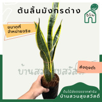 ราคา ต้นลิ้นมังกร ด่างเหลือง ส่งถุงดำ (13927085268)