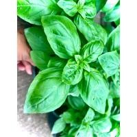 ราคา Italian basil Italian Herbs ต้น อิตาเลี่ยนบาซิล โหระพาฝรั่ง โหระพาอิตาเลี่ยน โหระพาใบใหญ่ สมุนไพรฝรั่ง ใช้ปรุงอาหาร แต่งจานอาหาร (24629534415)