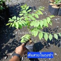 ราคา มะยม ต้นมะยม พันธุ์ดก ลูกใหญ่ เปรี้ยวจี๊ด ต้นสวยแข็งแรง ไม้ผล ไม้มงคล สวนลุงแท็ค (23213081183)