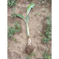 ราคา หน่อกล้วยน้ำว้าเตี้ยพระราชทาน (24696915090)