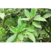 ราคา ใบ มะเดื่อชุมพร มะเดื่อเกลี้ยง มะเดื่ออุทุมพร มะเดื่อป่า 100 ใบ 99 บาท (21564284754)