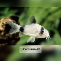 ราคา mix Corydoras รวมปลาแพะตกแต่งตู้ปลา แพะแพนด้า แพะเขียว เเพะเผือก (24883250306)