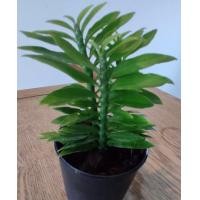 ราคา ซื้อ ต้นบรรไดเศรษฐี ไม้มงคล เสริมดวงเศรษฐี ลดราคาเหลือเพียง 2 9 บาท จัดส่งทั้งกระถาง 3 นิ้ว รากเดินดีค่ะ (16924644826)