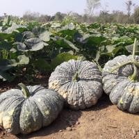 ราคา ฟักทอง ทองคำ 443 ฟักทอง ทองอำพัน 426 ฟักทอง พันธุ์ คางคก ฟักทอง ประกายเงิน บรรจุ 50 เม็ลด ลูกดก เนื้อแน่น เมล็ดฟักทอง สำหรับปลูก (20579589679)