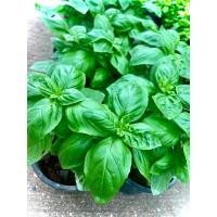 ราคา Italian basil อิตาเลี่ยนบาซิล โหระพาฝรั่ง โหระพาอิตาเลี่ยน โหระพาใบใหญ่ สมุนไพรฝรั่ง ใช้ปรุงอาหารหรือแต่งจานอาหาร (24629897720)