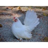 ราคา ไข่เชื้อ ไก่แจ้ สีขาวล้วน ไก่เตี้ย (18244909049)