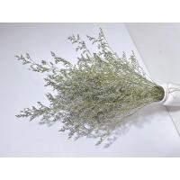 ราคา ดอกแคสเปียร์ แคสเปียส์ แคสเปีย Caspia ดอกไม้แห้ง ดอกจริง ช่อใหญ่ ดอกไม้แห้ง ดอกไม้จริง ดอกแคสเปีย พร้อมส่ง (18319680752)