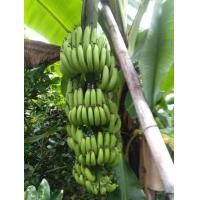 ราคา กล้วยหอมคาเวนดิช 1หน่อ 99บาท ลูกสวย เครือใหญ่ (9779289360)