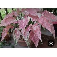 ราคา บอนสี ฮกหลง ฮกหลง ต้นไม้มงคล ต้นไม้ฟอกอากาศ ต้นไม้ประดับ จัดส่งแบบกระถาง ขนาด 3 นิ้ว (16235758874)