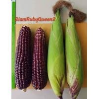 ราคา สินค้าเข้าใหม่ เมล็ดข้าวโพดหวานสีแดงราชินีทับทิมสยาม2 SRQ2 ด๊อกเตอร์เป๊ก หวานกรอบ ทานสดได้ (21519019571)